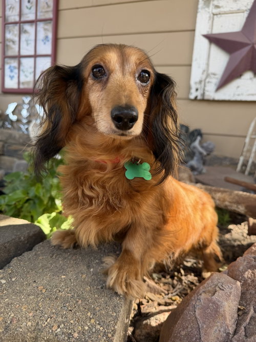Winnie, an adoptable dog