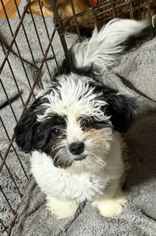 River, an adoptable dog