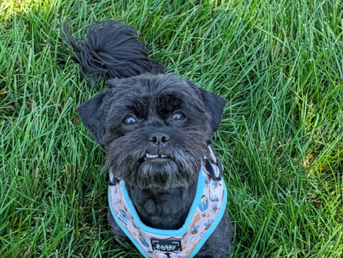 Georgette, an adoptable dog
