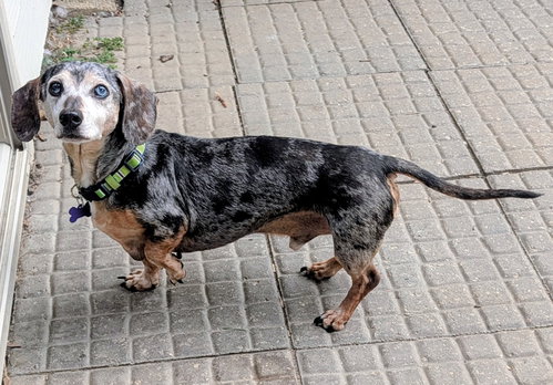 Arnie, an adoptable dog