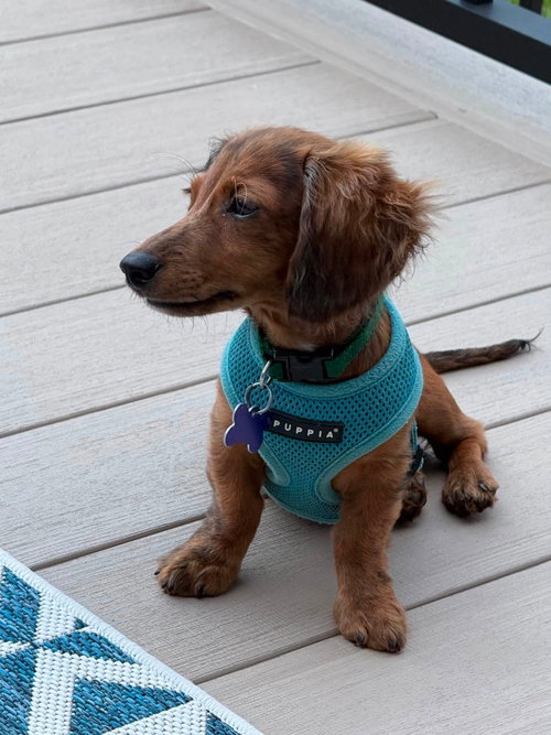 Maverick, an adoptable dog