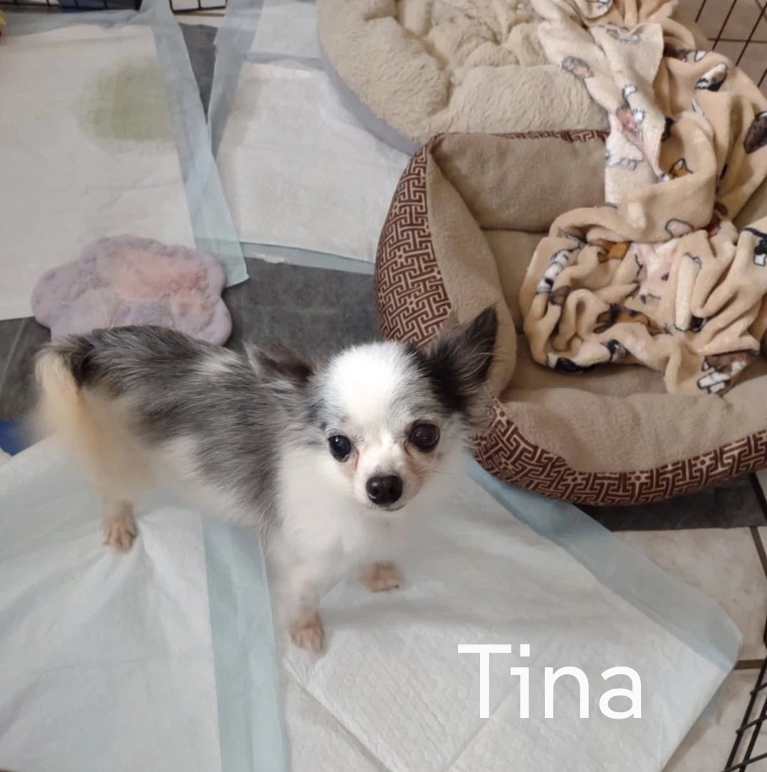 Tina
