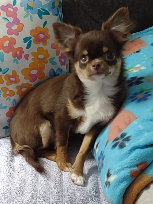 Photo 2 of Frankie