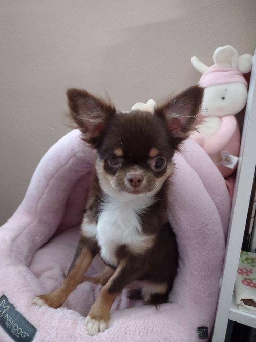 Photo 3 of Frankie