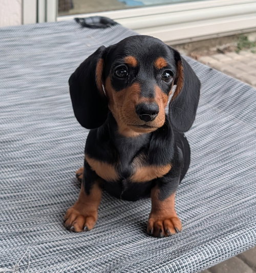 Ryder, an adoptable dog