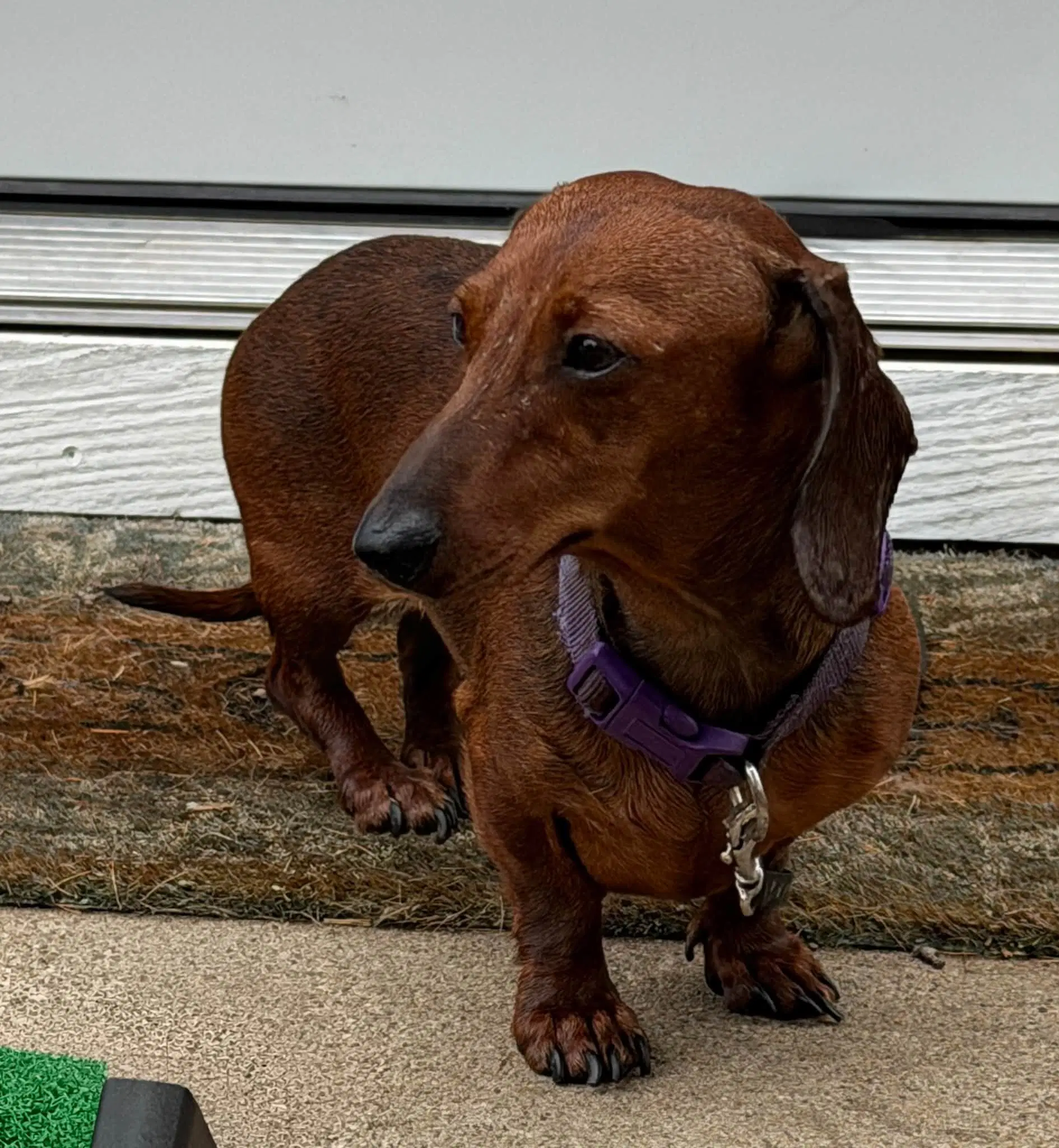 Hazel image 2