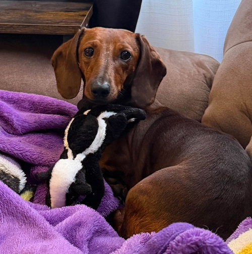 Hazel, an adoptable dog