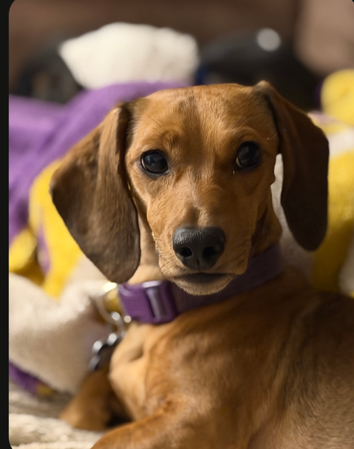 Pete, an adoptable dog