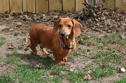 Strawberry sales blonde dachshund