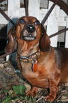 Petey