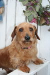 Roxie II