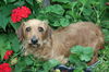 Roxie II