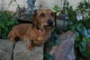Roxie II
