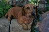 Roxie II