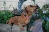 Roxie II