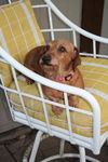 Roxie II