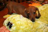 Tucker