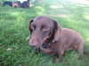 Tucker II