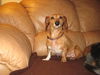 Phoebe