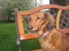 Pretty Penny