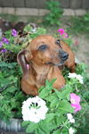 Penny Lane