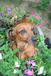 Penny Lane