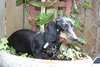 Subelle and Circe