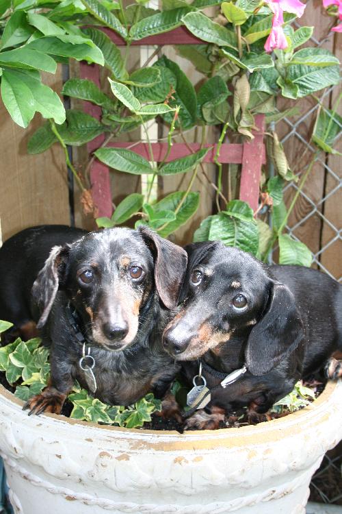 Subelle and Circe