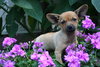 Stella