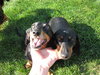Spartacus and Alexander