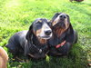 Spartacus and Alexander