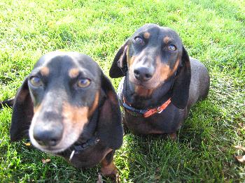Spartacus and Alexander