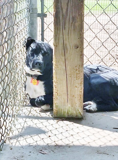 adoptable Dog in Cropwell, AL named Sox
