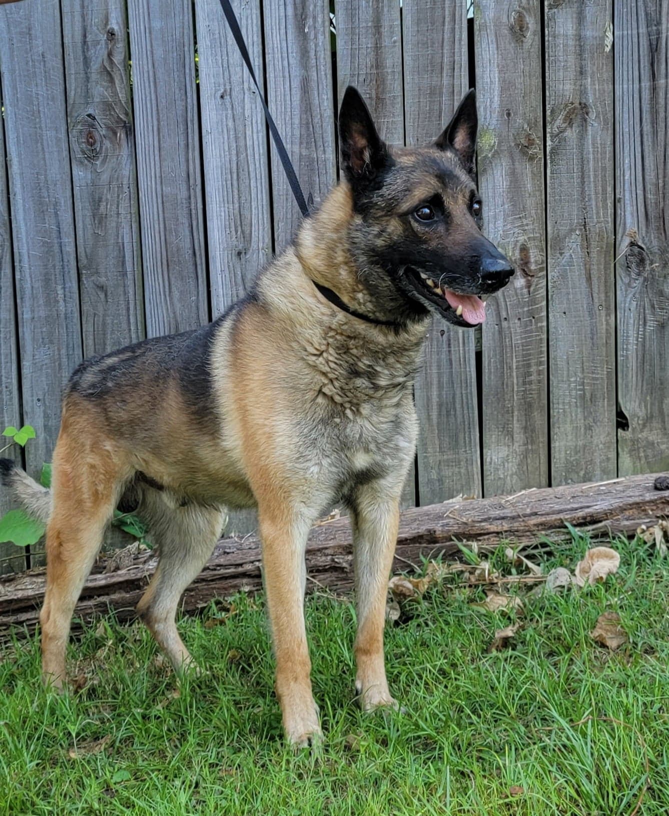 Dog for Adoption - Flex, a German Shepherd Dog in Forest, MS | Alpha Paw