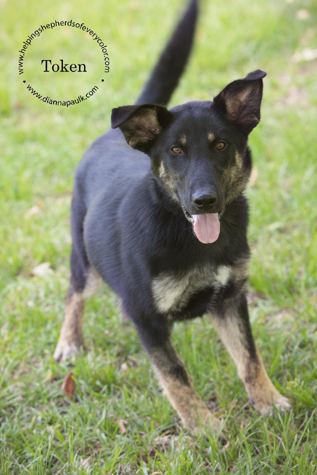 adoptable Dog in Montgomery, AL named Token