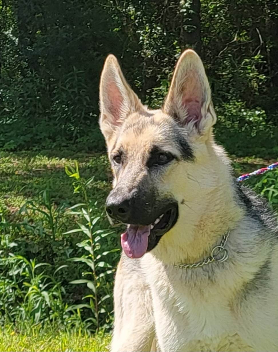 adoptable Dog in Montgomery, AL named Rubin