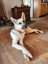 Rubin - Photo 2