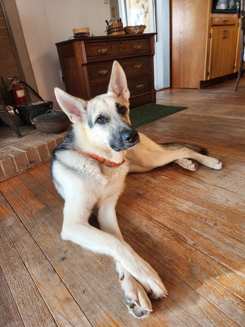 RUBIN - German Shepherd Dog available for adoption