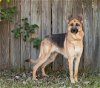 adoptable Dog in montgomery, AL named Sasha 3