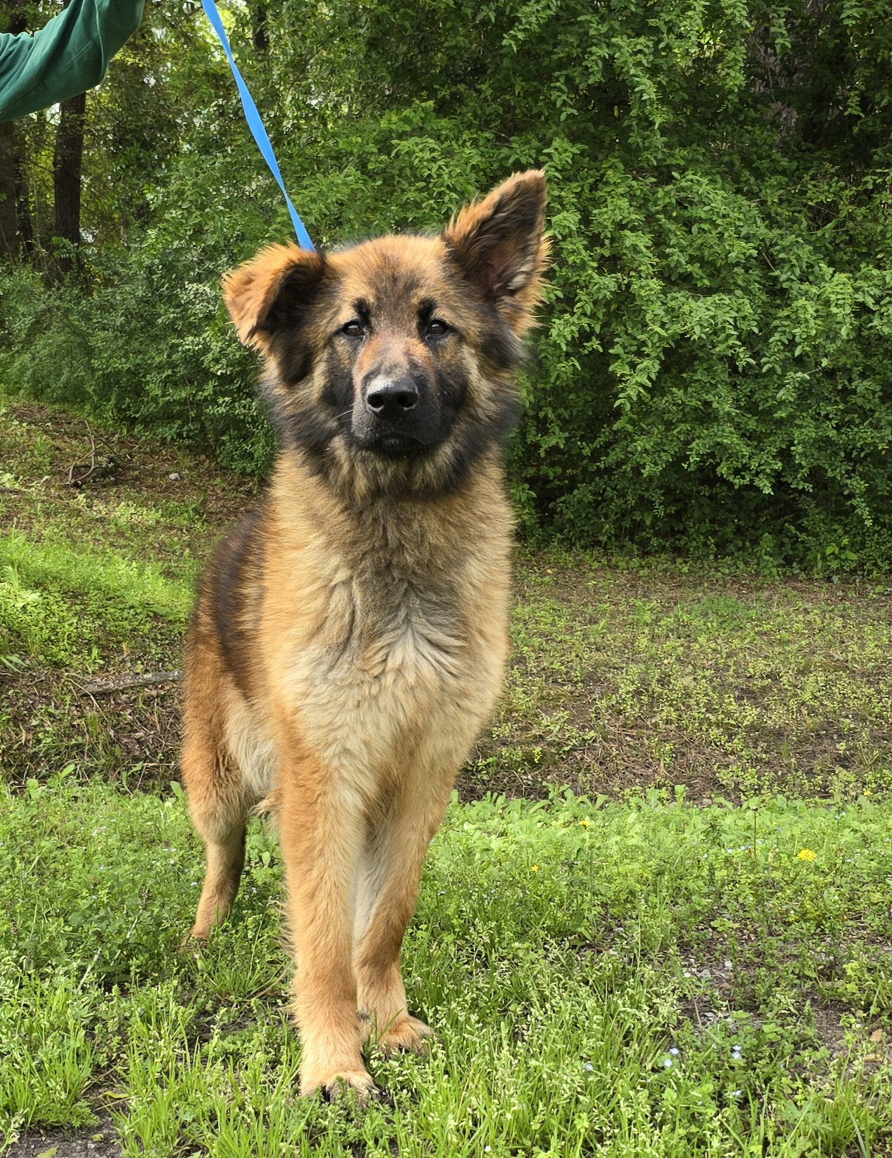 Dog for Adoption Princess Leia, a German Shepherd Dog in Chilton