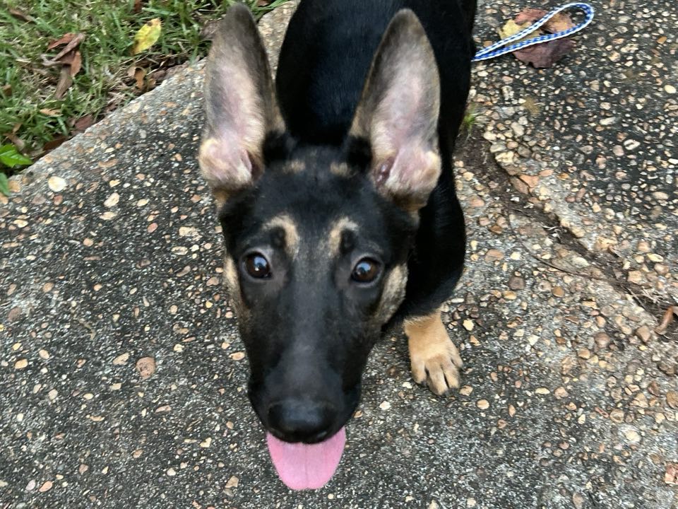 adoptable Dog in Wetumpka, AL named Liberty