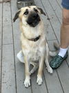 adoptable Dog in northport, AL named Tilly Too