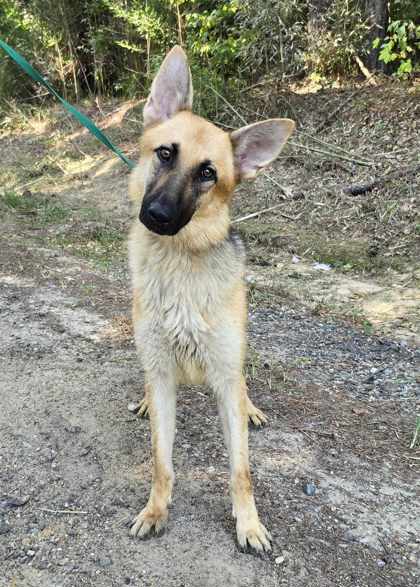 Nani - German Shepherd Dog