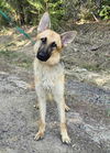 adoptable Dog in northport, AL named Nani