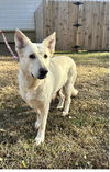 adoptable Dog in montgomery, AL named Sadie