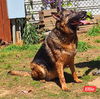 adoptable Dog in montgomery, AL named Ellie