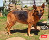 adoptable Dog in montgomery, AL named Liza