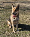 adoptable Dog in montgomery, AL named Luna (new)