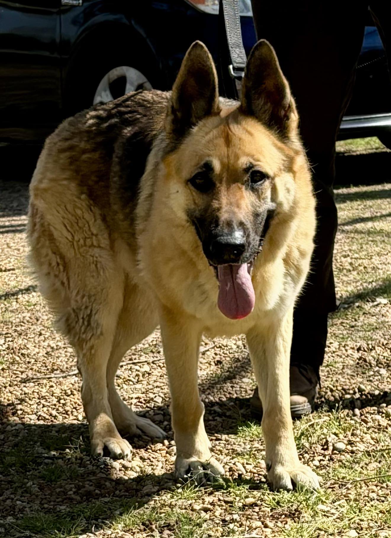 Gabby (Bella) Image