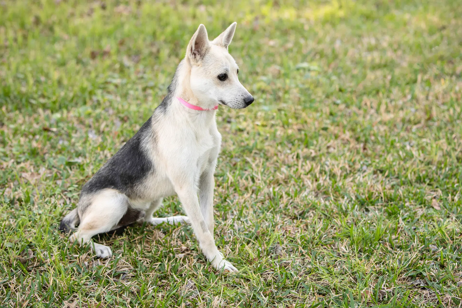 Roscoe image 3